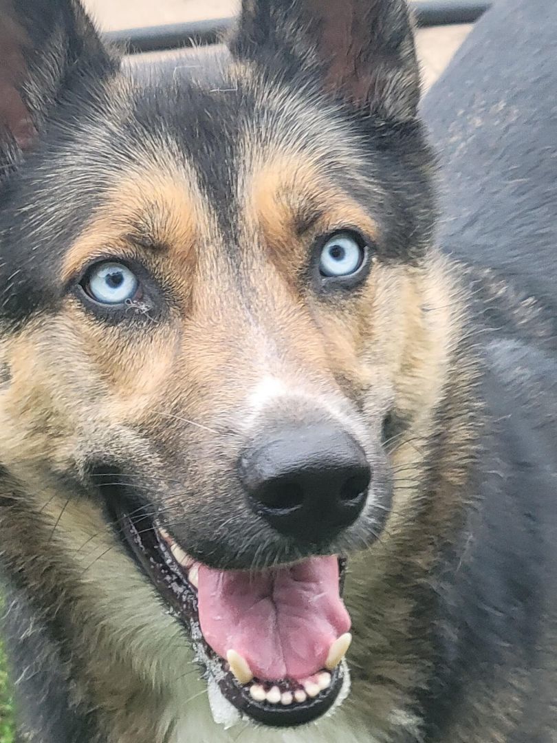 Enlarge Melly, a Adopted mixed breed in Poynette, WI image 2/10