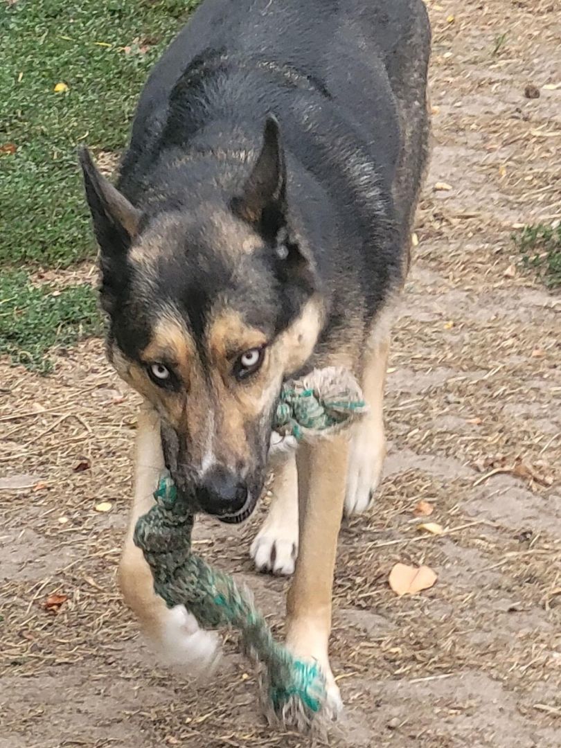 Enlarge Melly, a Adopted mixed breed in Poynette, WI image 3/10