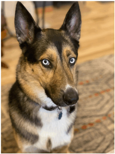 Enlarge Melly, a Adopted mixed breed in Poynette, WI image 4/10