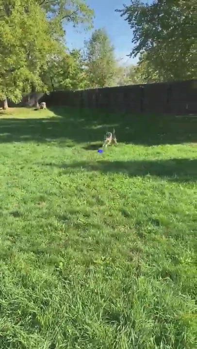 Enlarge Melly, a Adopted mixed breed in Poynette, WI video 10/10