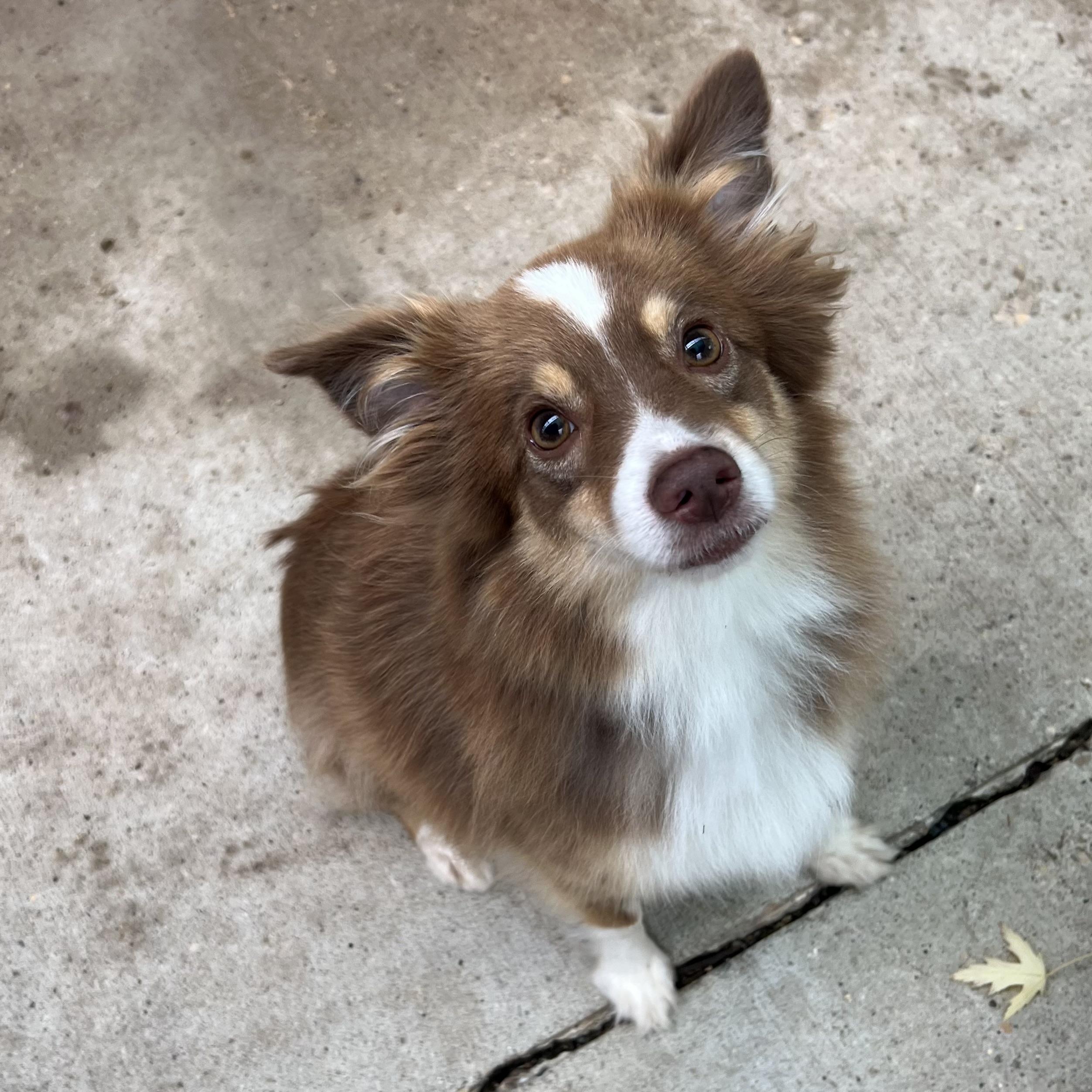 Enlarge Paris, a Adopted mixed breed in Fairmont, MN image 1/6