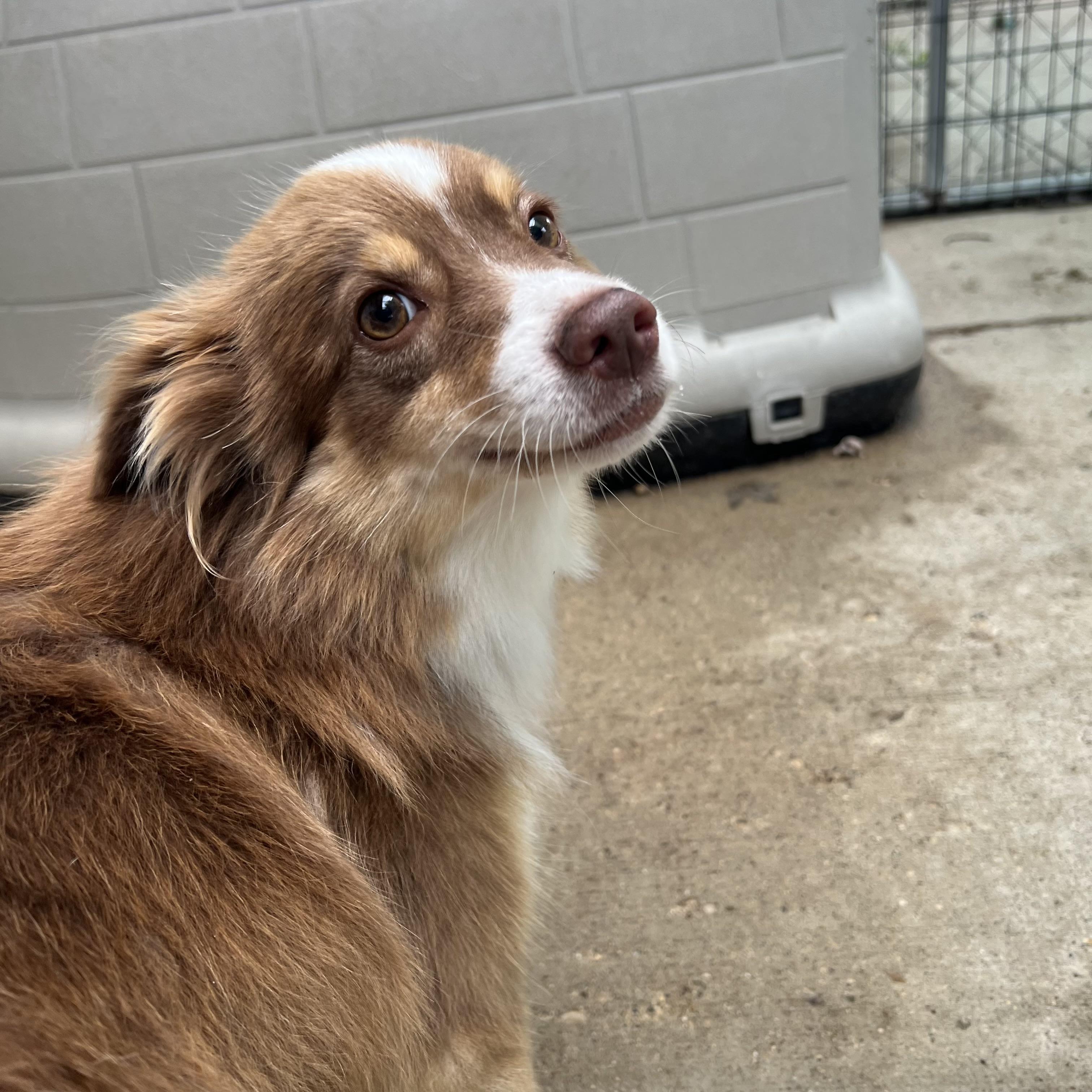 Enlarge Paris, a Adopted mixed breed in Fairmont, MN image 4/6