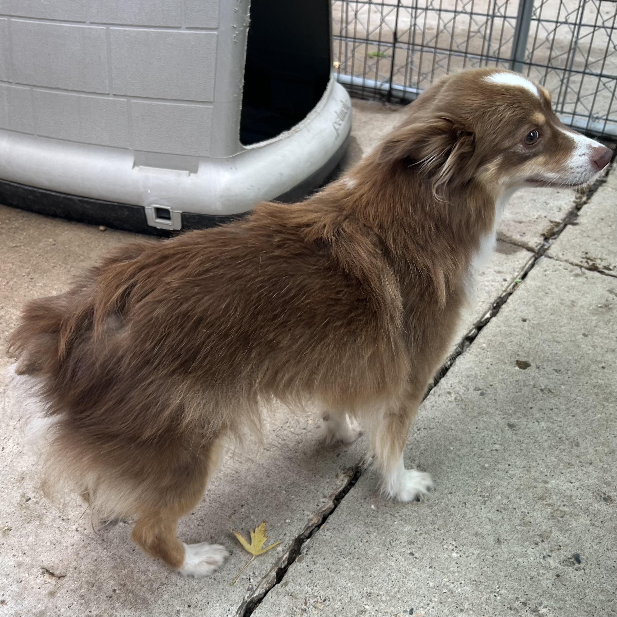Enlarge Paris, a Adopted mixed breed in Fairmont, MN image 3/6