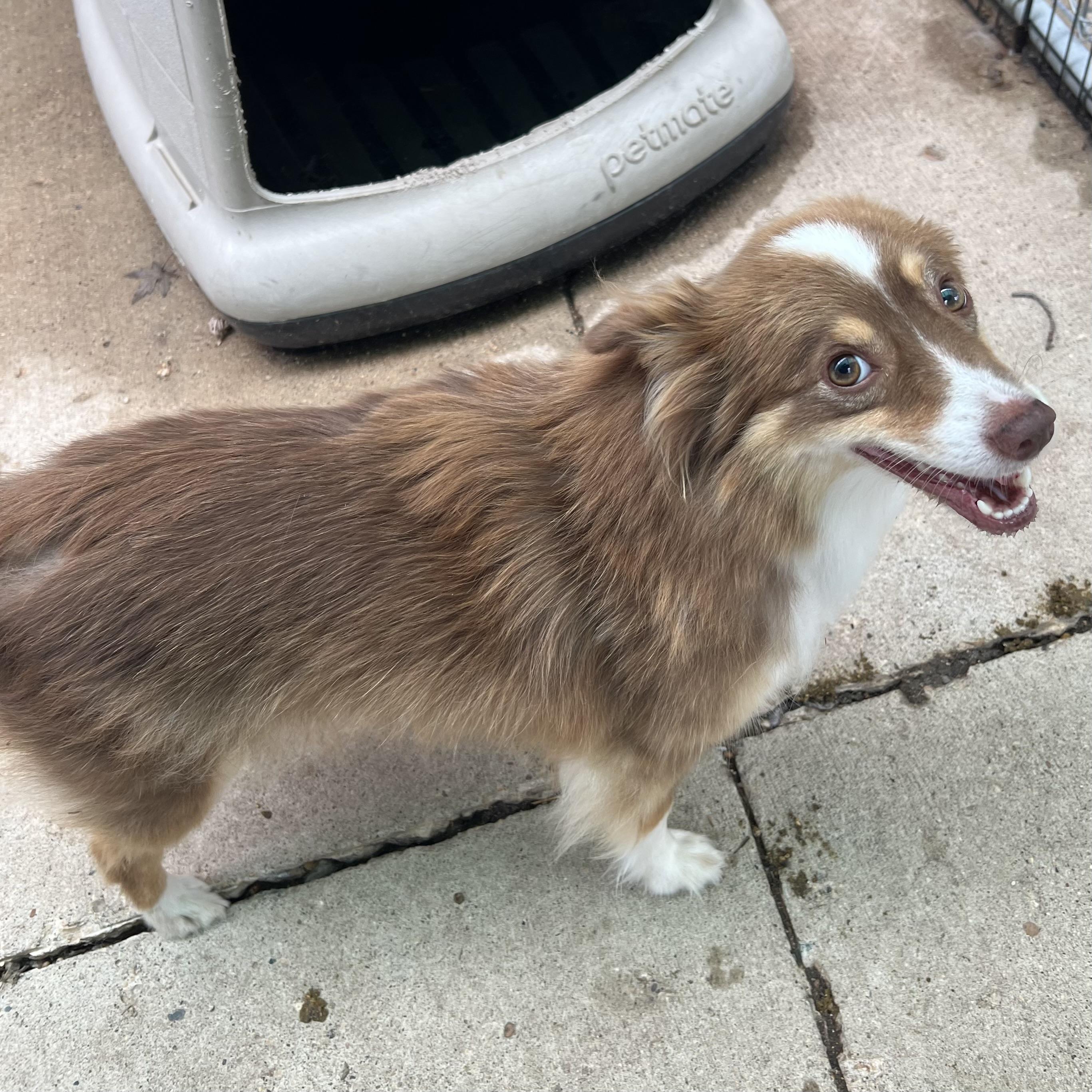 Enlarge Paris, a Adopted mixed breed in Fairmont, MN image 5/6