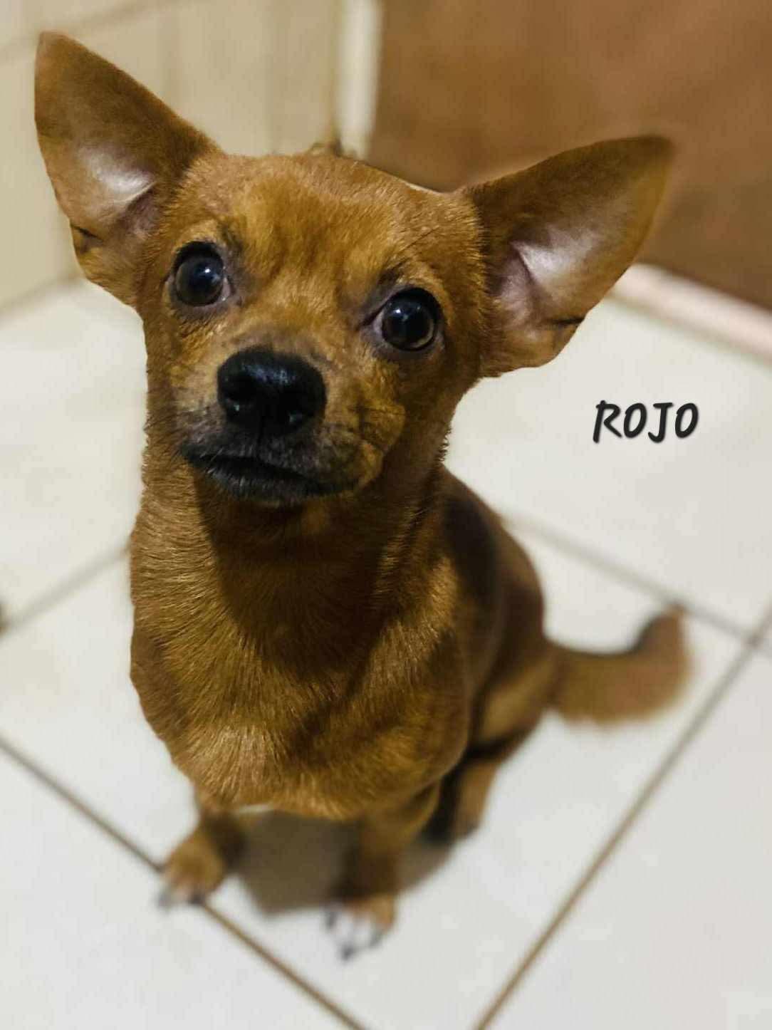 Rojo, a Adopted Chihuahua in Maple Grove, MN image 2/6