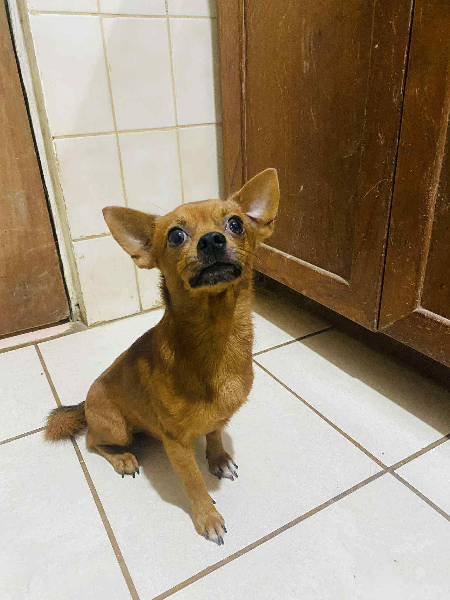 Rojo, a Adopted Chihuahua in Maple Grove, MN image 4/6