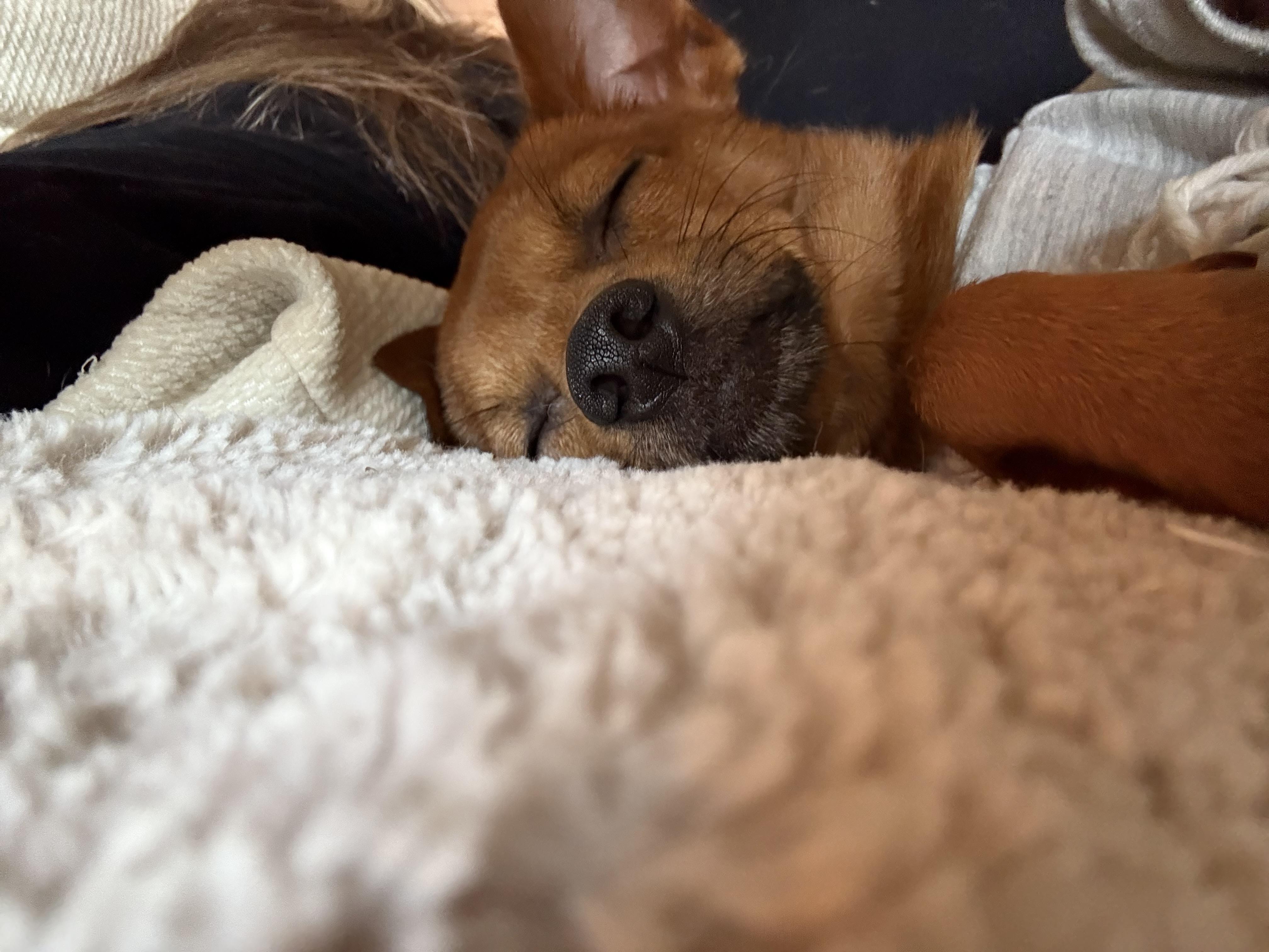 Rojo, a Adopted Chihuahua in Maple Grove, MN image 5/6