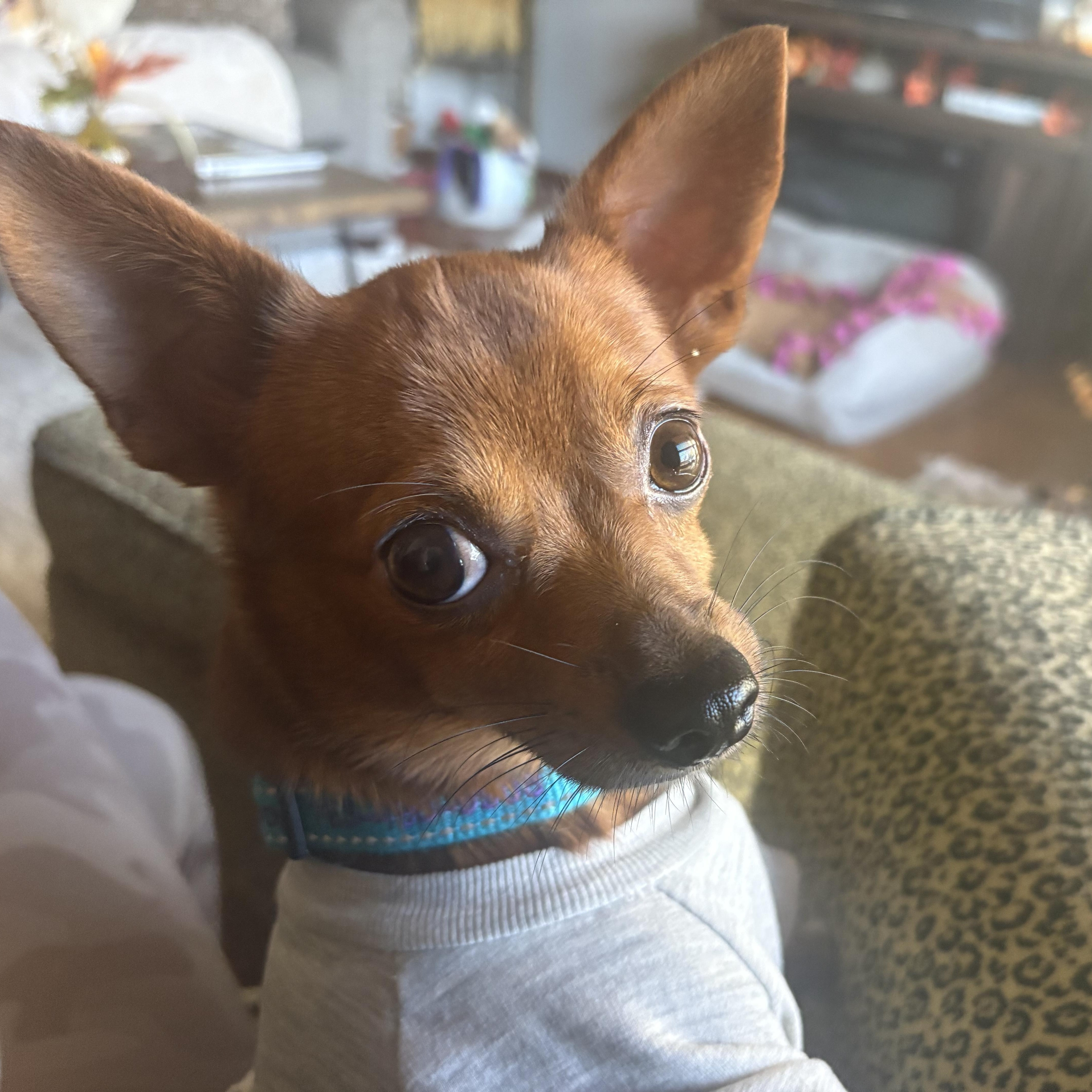 Rojo, a Adopted Chihuahua in Maple Grove, MN image 1/6