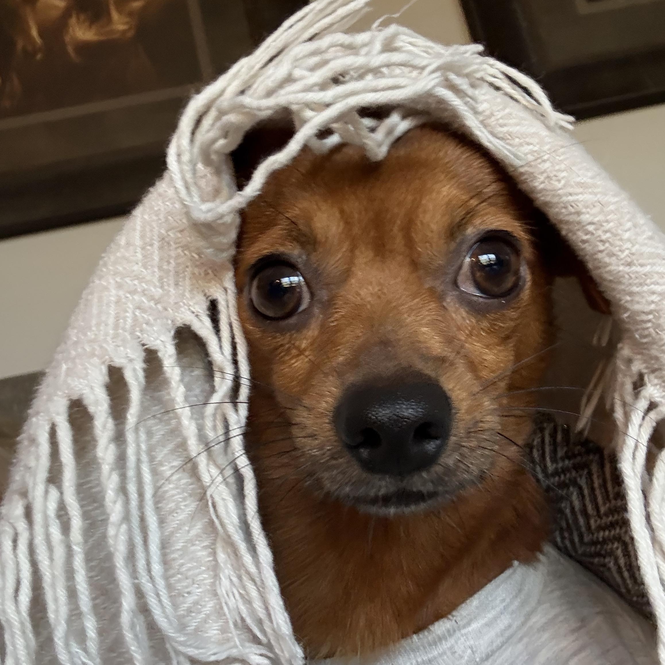 Rojo, a Adopted Chihuahua in Maple Grove, MN image 3/6