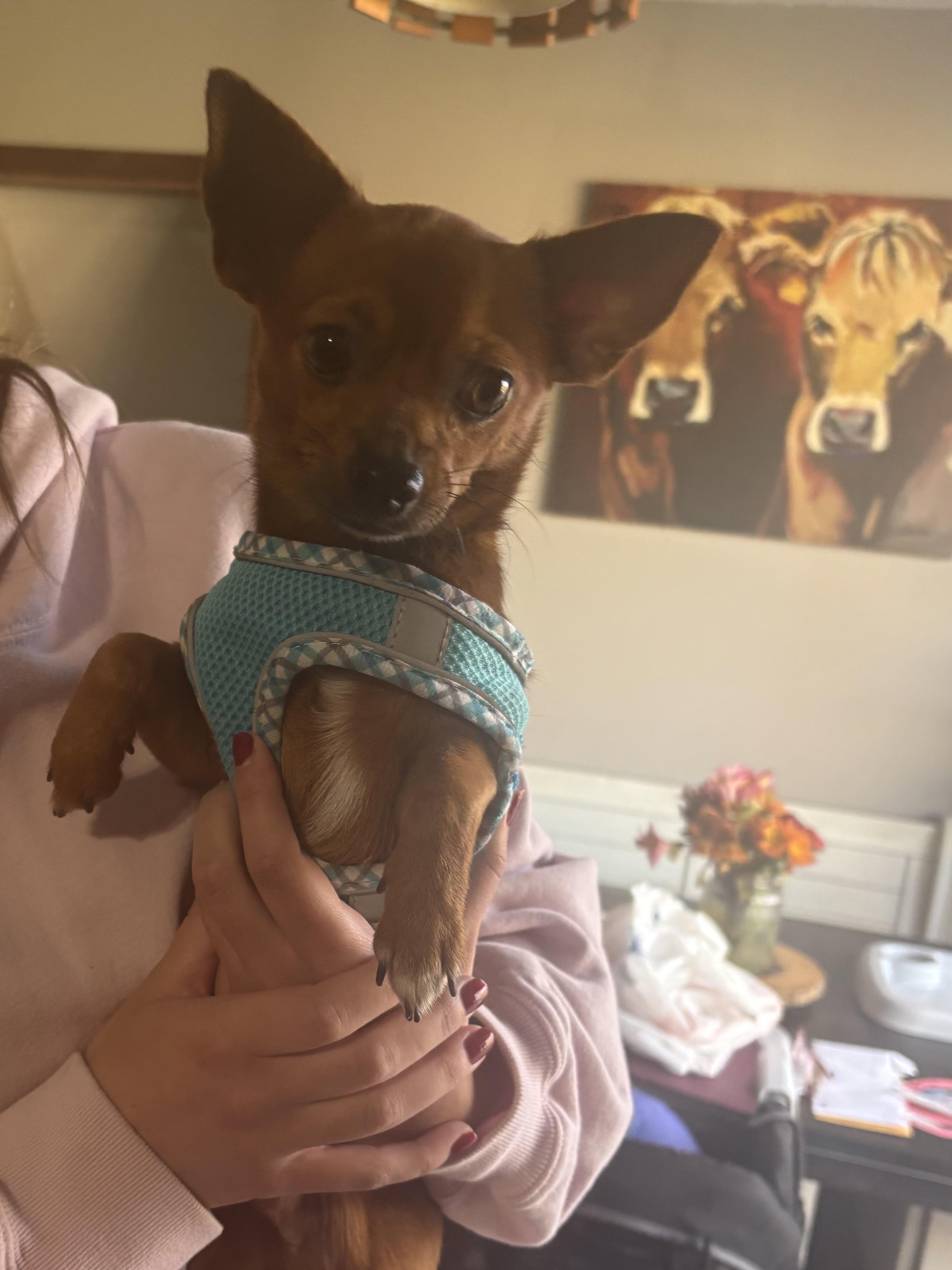 Rojo, a Adopted Chihuahua in Maple Grove, MN image 6/6