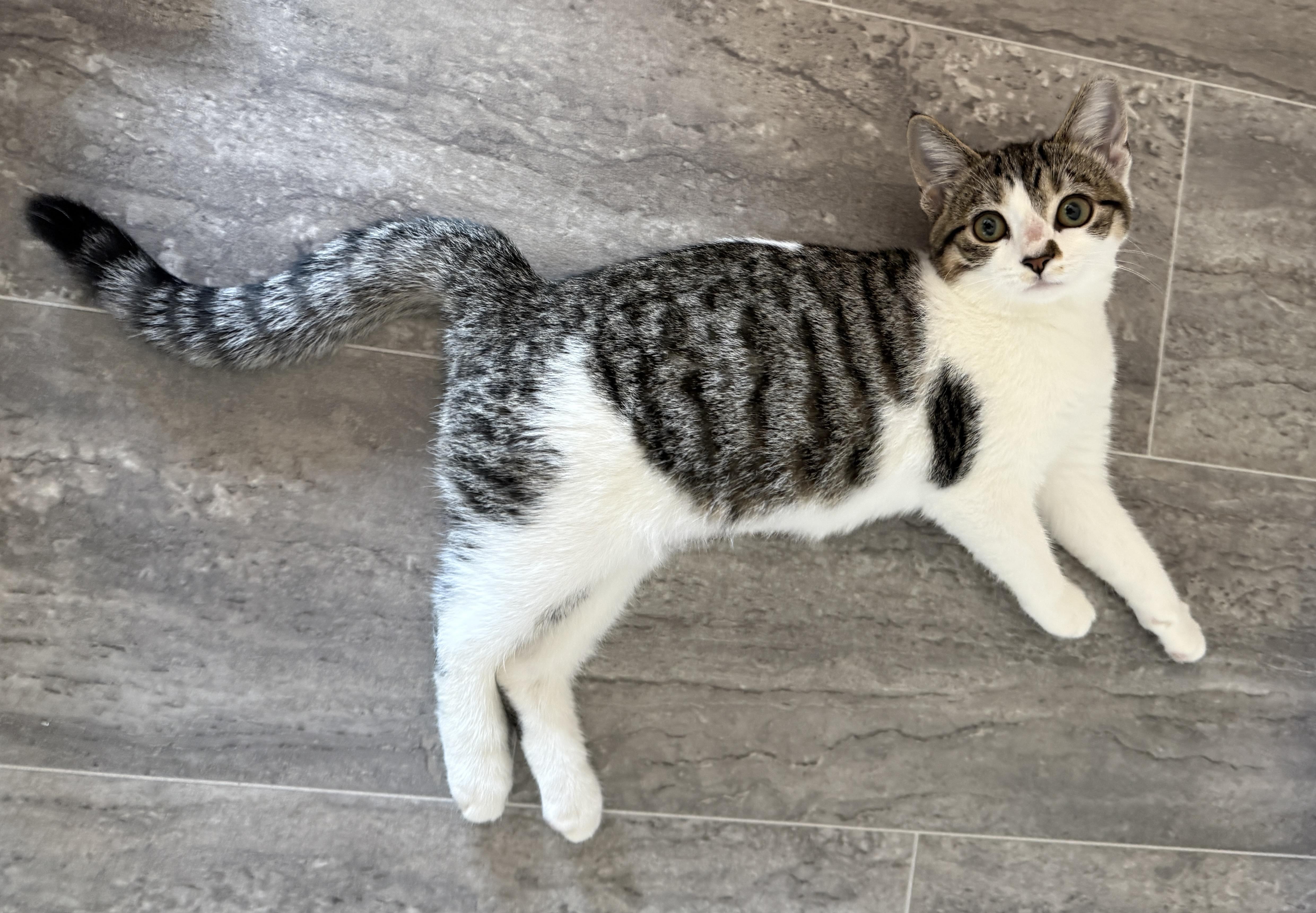 Enlarge Athena, a Adoptable Domestic Short Hair in Medina, OH image 6/6