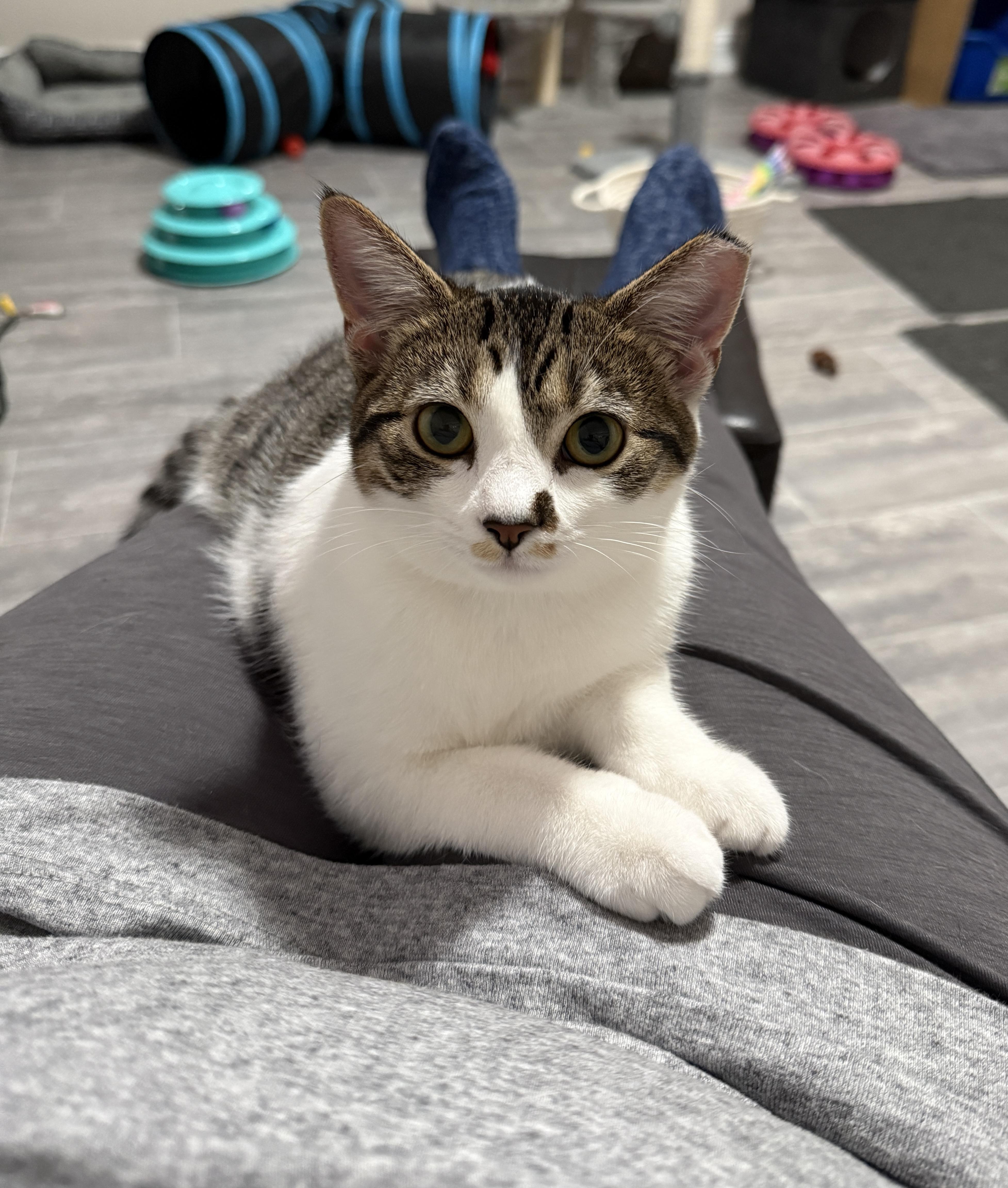 Athena, Adoptable, Kitten Female Domestic Short Hair.