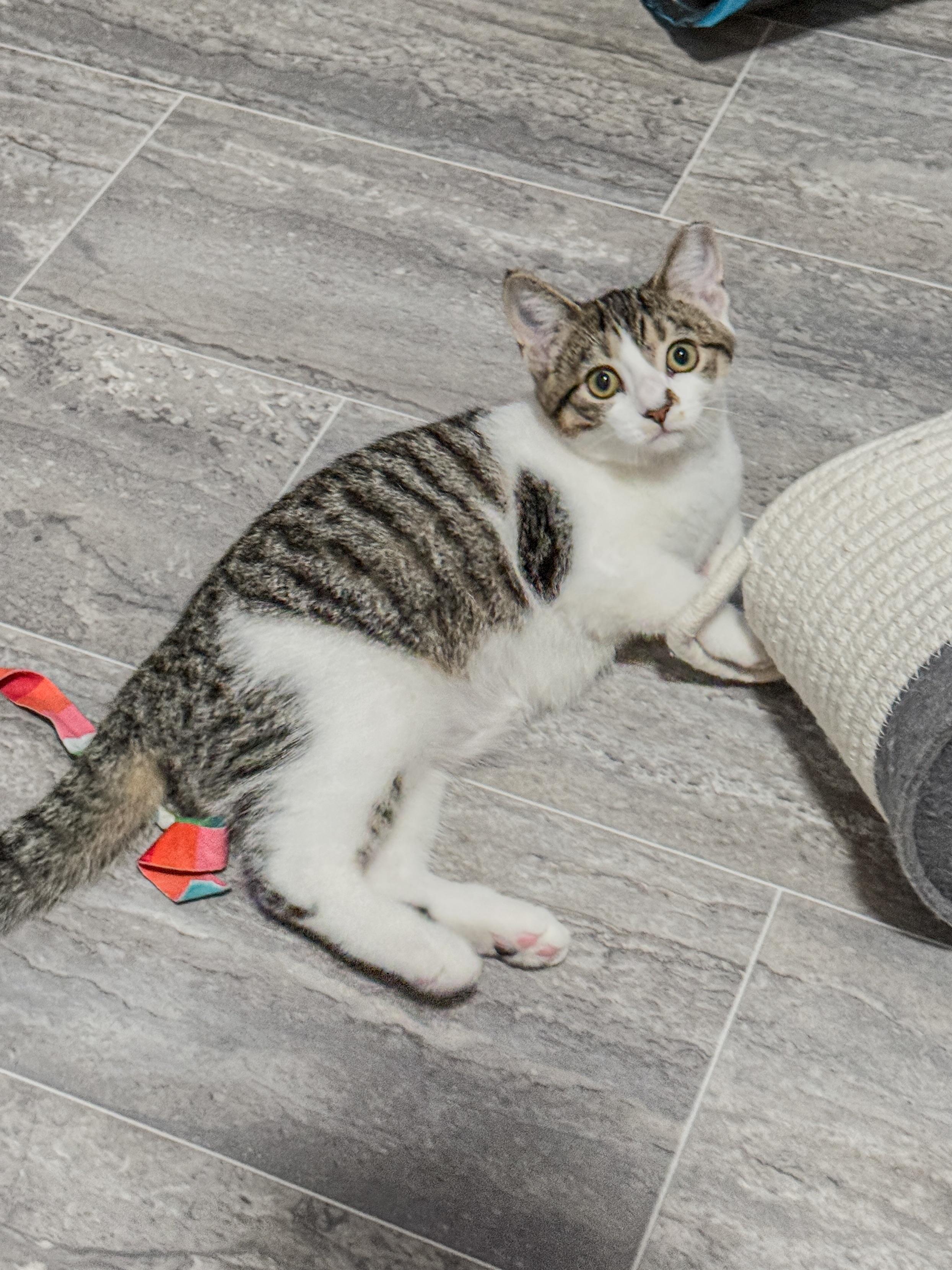 Enlarge Athena, a Adoptable Domestic Short Hair in Medina, OH image 2/6