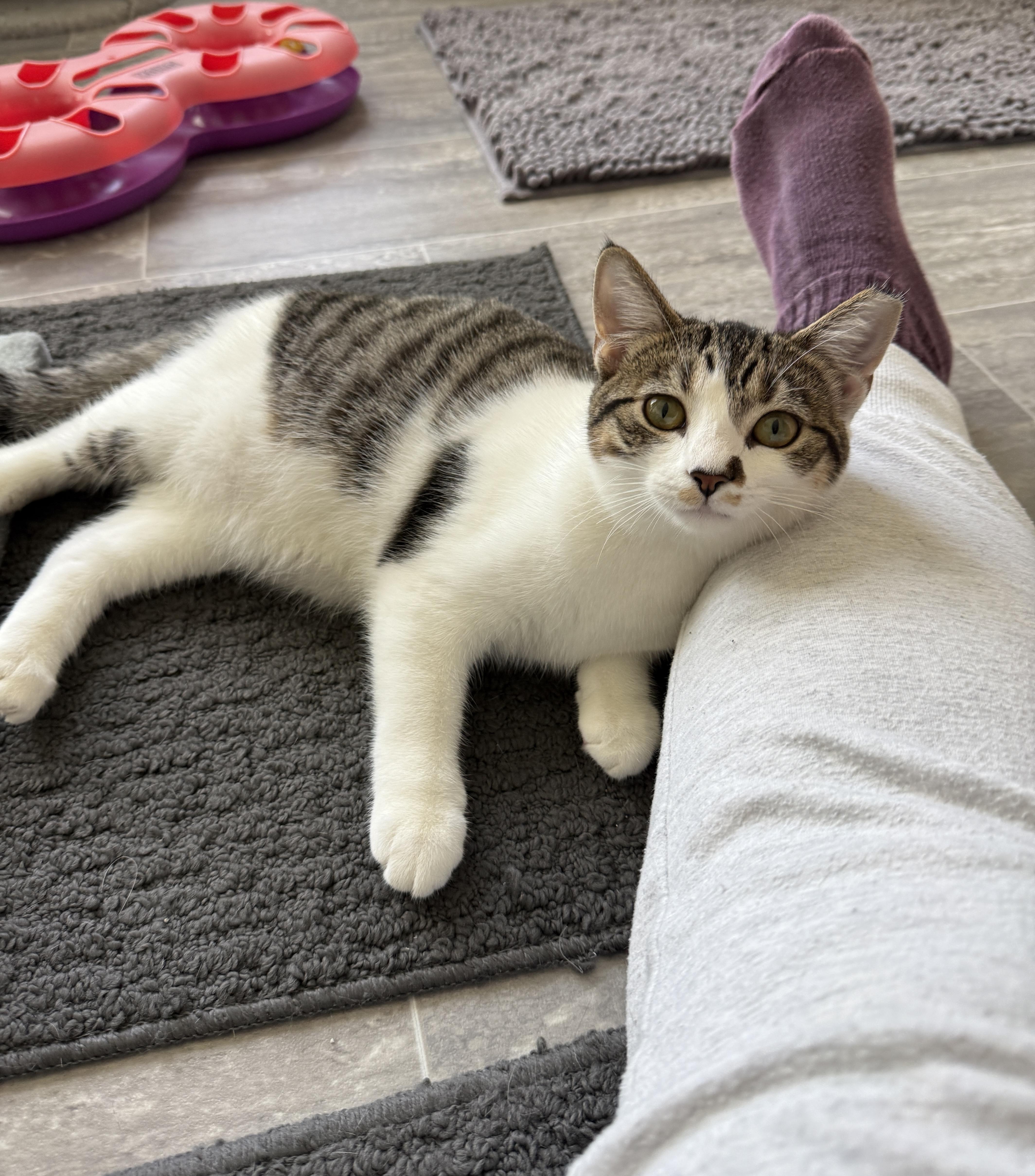 Enlarge Athena, a Adoptable Domestic Short Hair in Medina, OH image 5/6