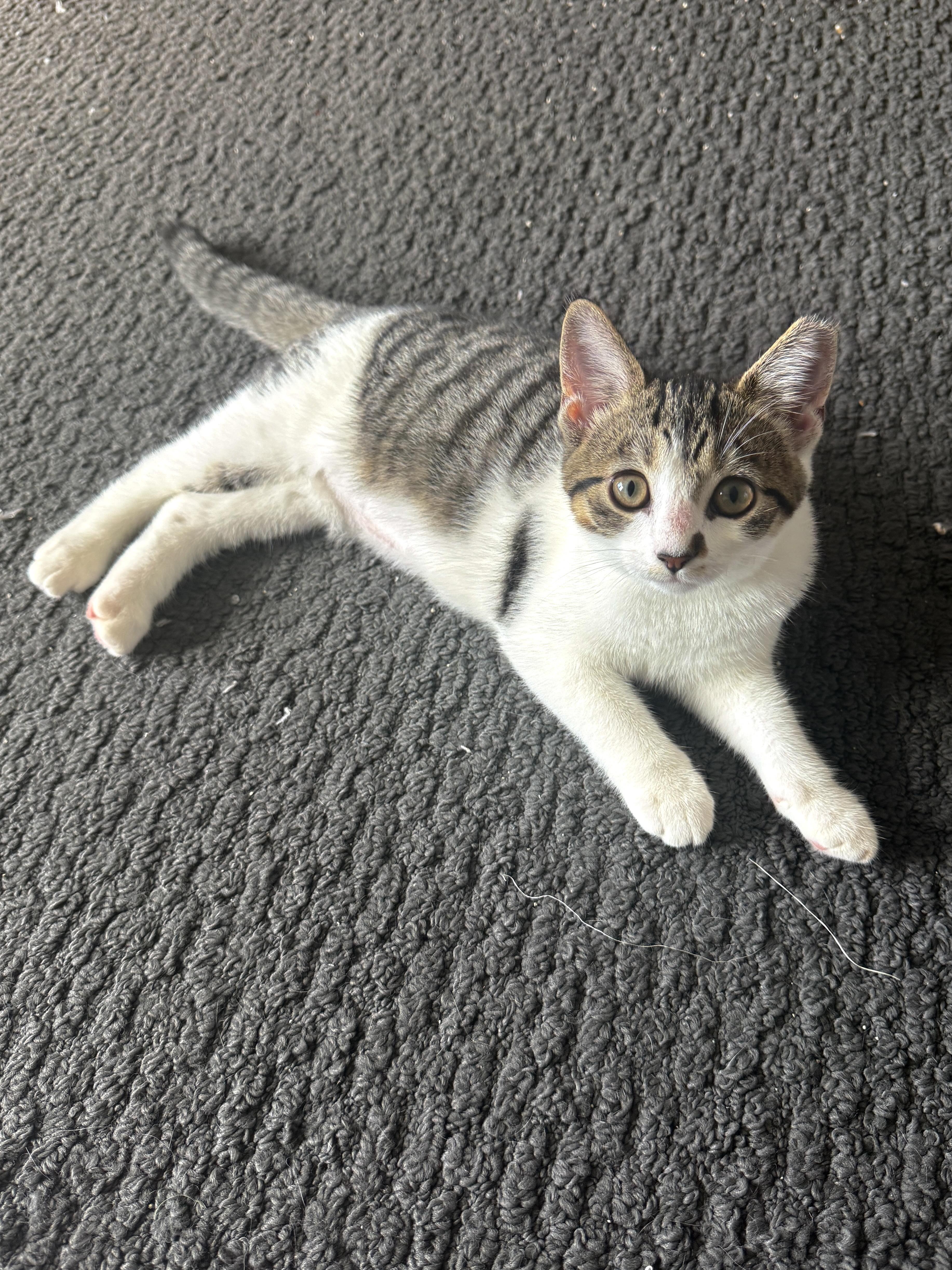 Enlarge Athena, a Adoptable Domestic Short Hair in Medina, OH image 4/6