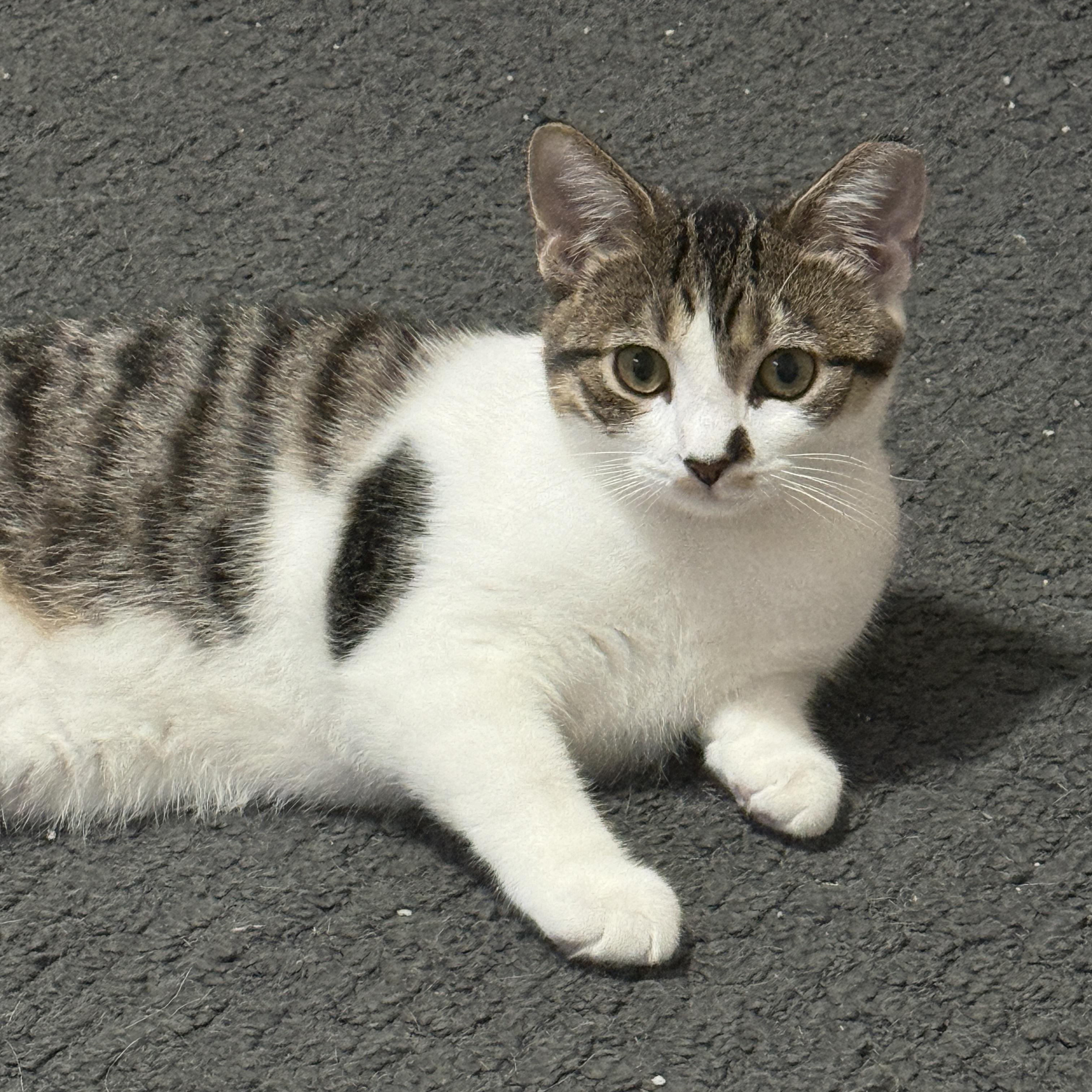 Enlarge Athena, a Adoptable Domestic Short Hair in Medina, OH image 3/6
