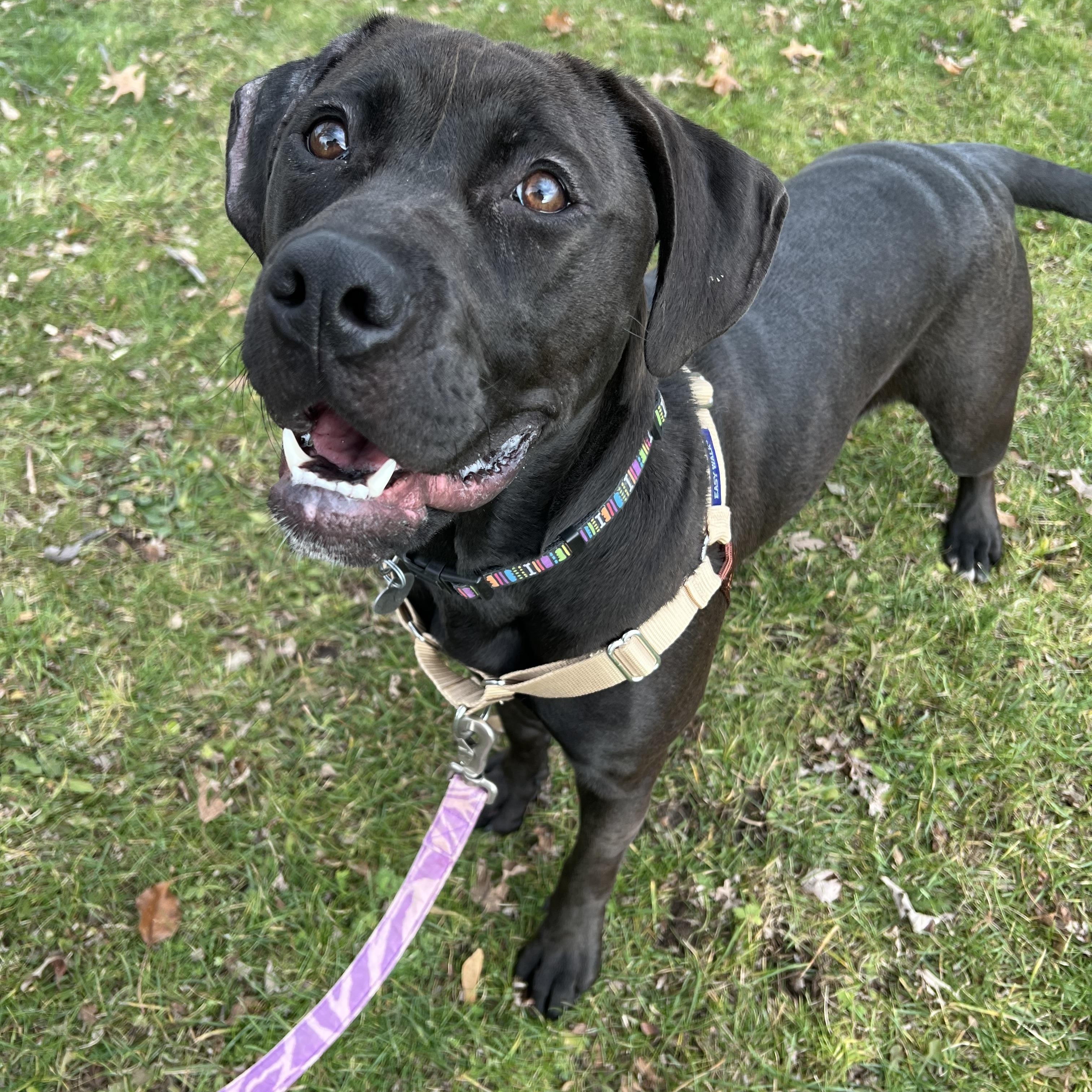 Blair, a ADOPTABLE mixed breed in Ithaca, NY image 1/3