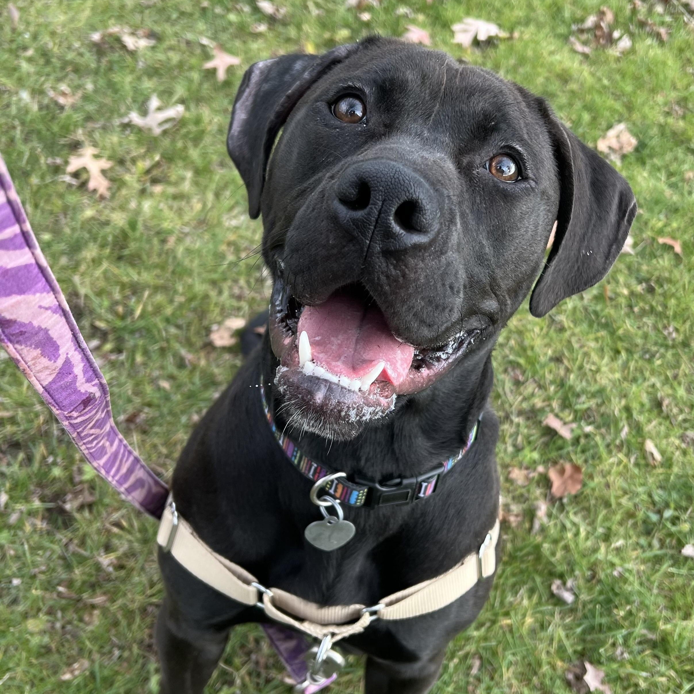 Blair, a ADOPTABLE mixed breed in Ithaca, NY image 2/3