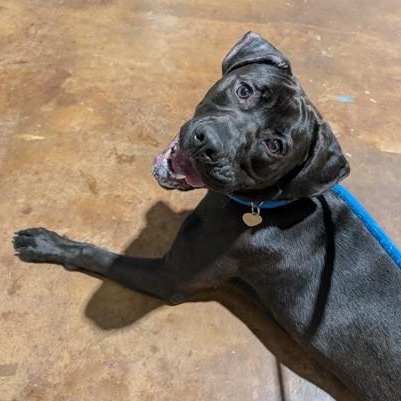 Blair, a ADOPTABLE mixed breed in Ithaca, NY image 3/3