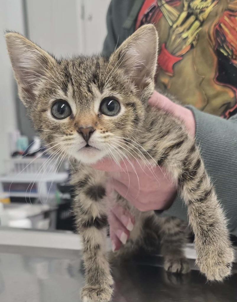 Miley, Adoptable, Kitten Female Domestic Short Hair.