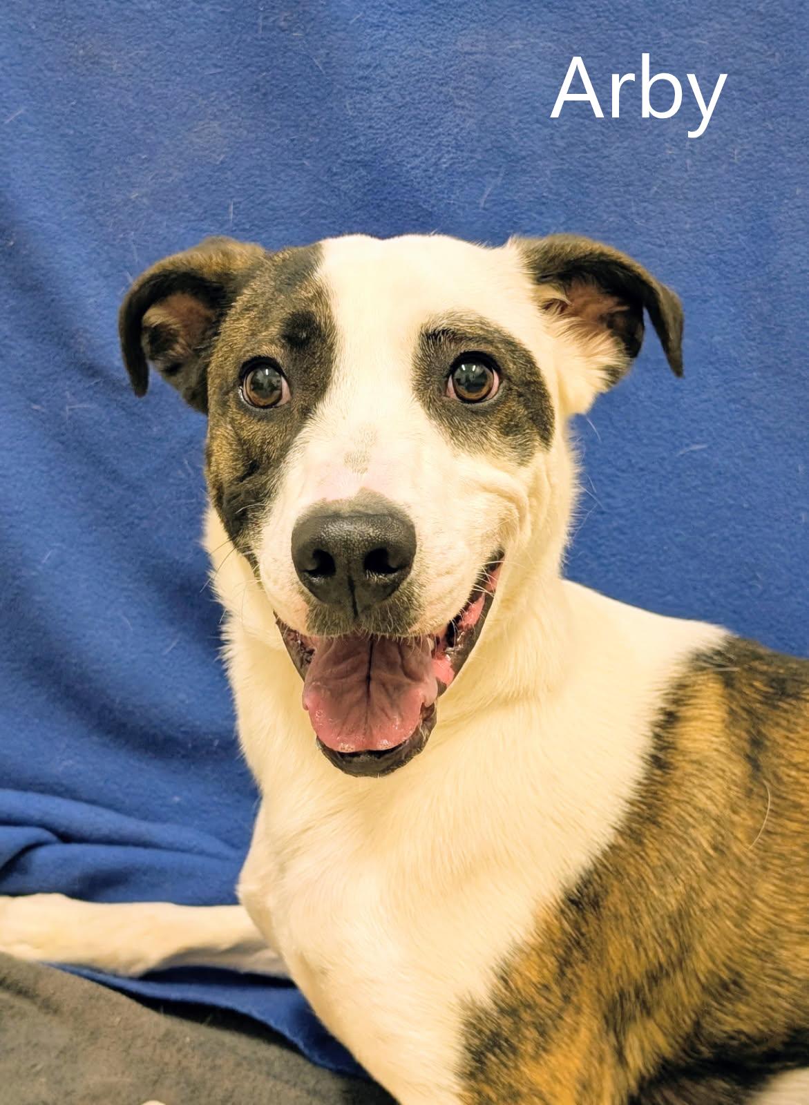 Enlarge Arby, a ADOPTABLE mixed breed in Mount Vernon, OH image 1/1