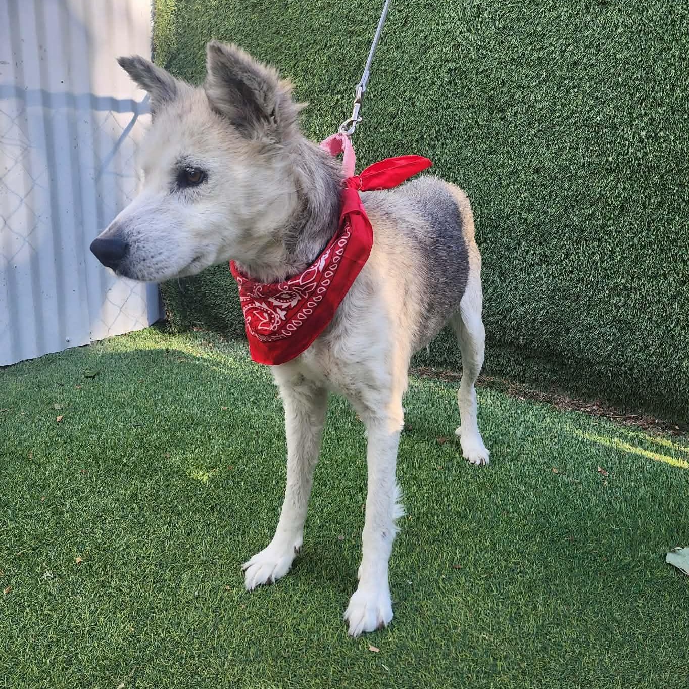 Alaska, an adopted mixed breed in Boston, MA image 3/6