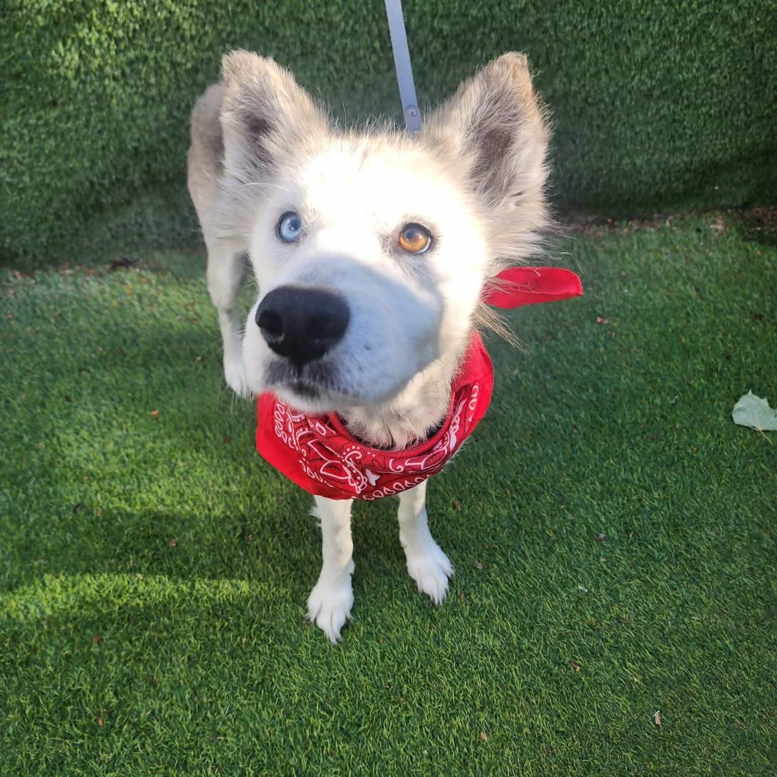 Alaska, an adopted mixed breed in Boston, MA image 2/6