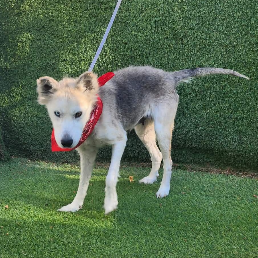 Alaska, an adopted mixed breed in Boston, MA image 6/6