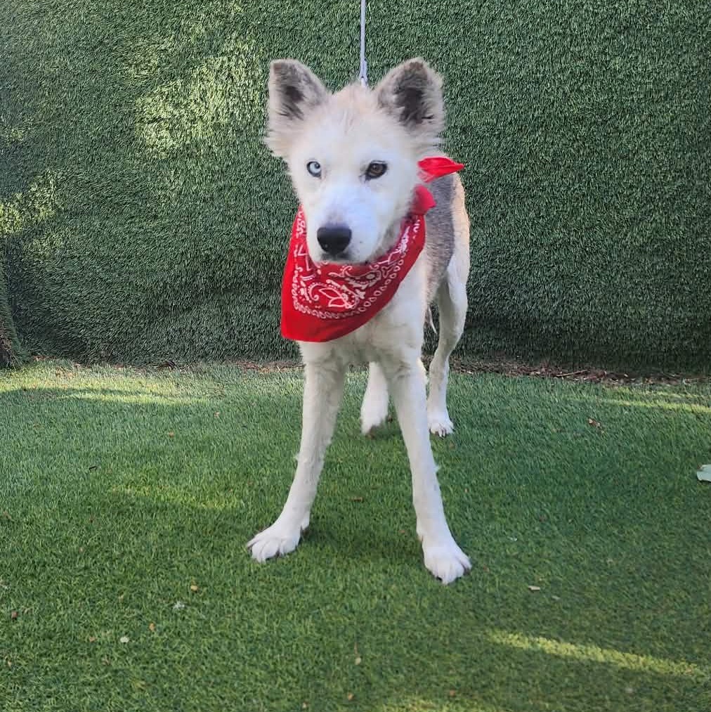 Alaska, an adopted mixed breed in Boston, MA image 1/6