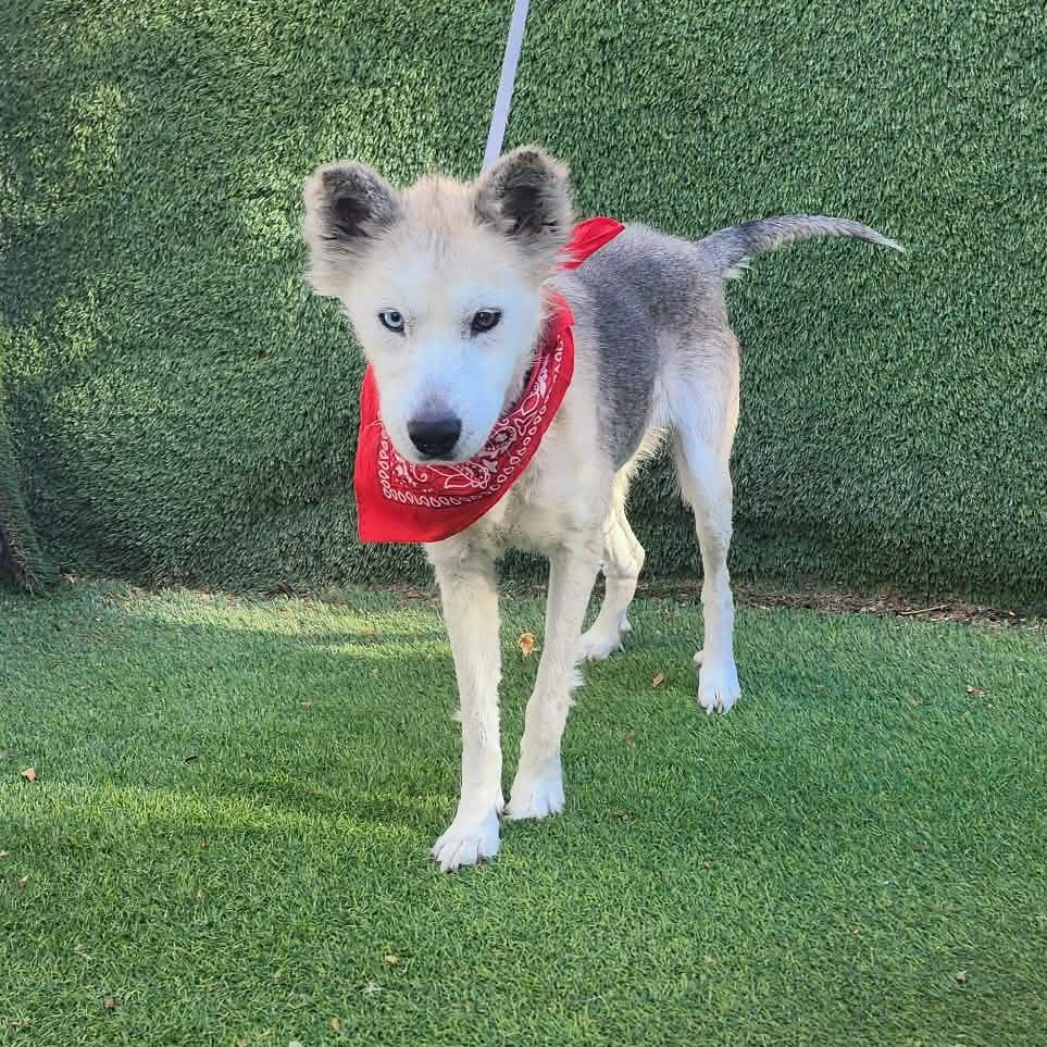 Alaska, an adopted mixed breed in Boston, MA image 5/6