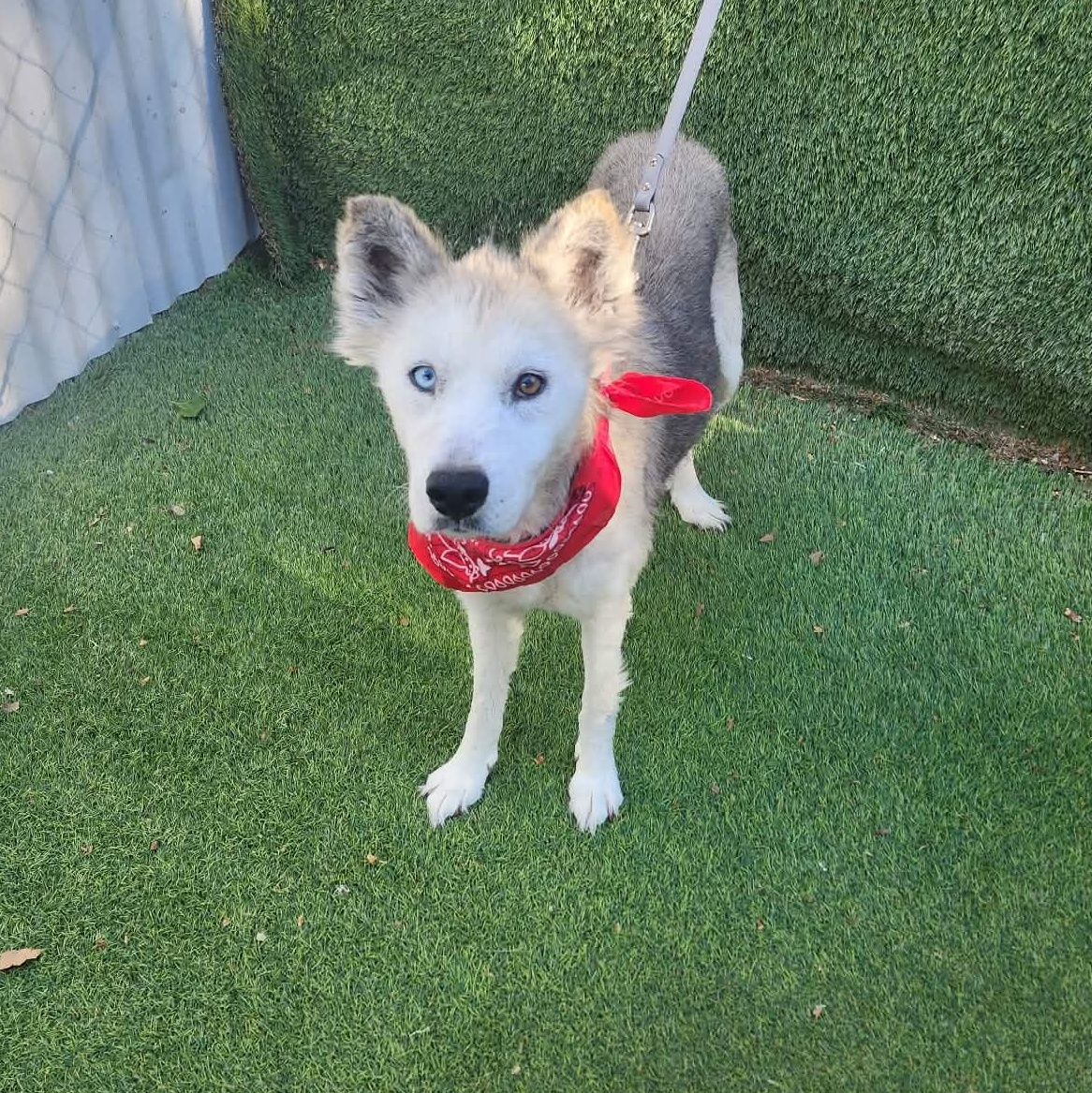 Alaska, an adopted mixed breed in Boston, MA image 4/6