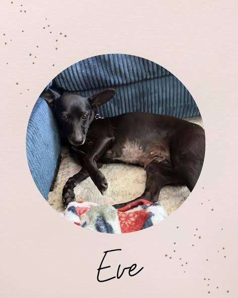 EVE, adopted, Adult Female Chihuahua.