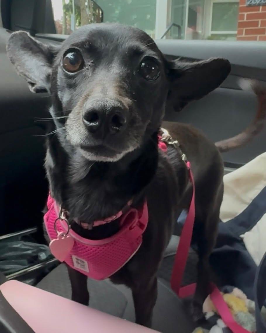 EVE, an adopted mixed breed in Coquitlam, BC image 5/6