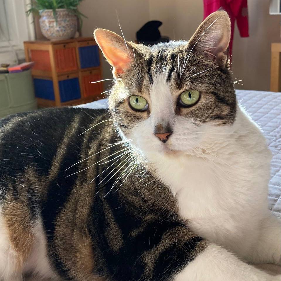 Enlarge Mitatsu, a Adoptable mixed breed in Wantagh, NY image 6/6