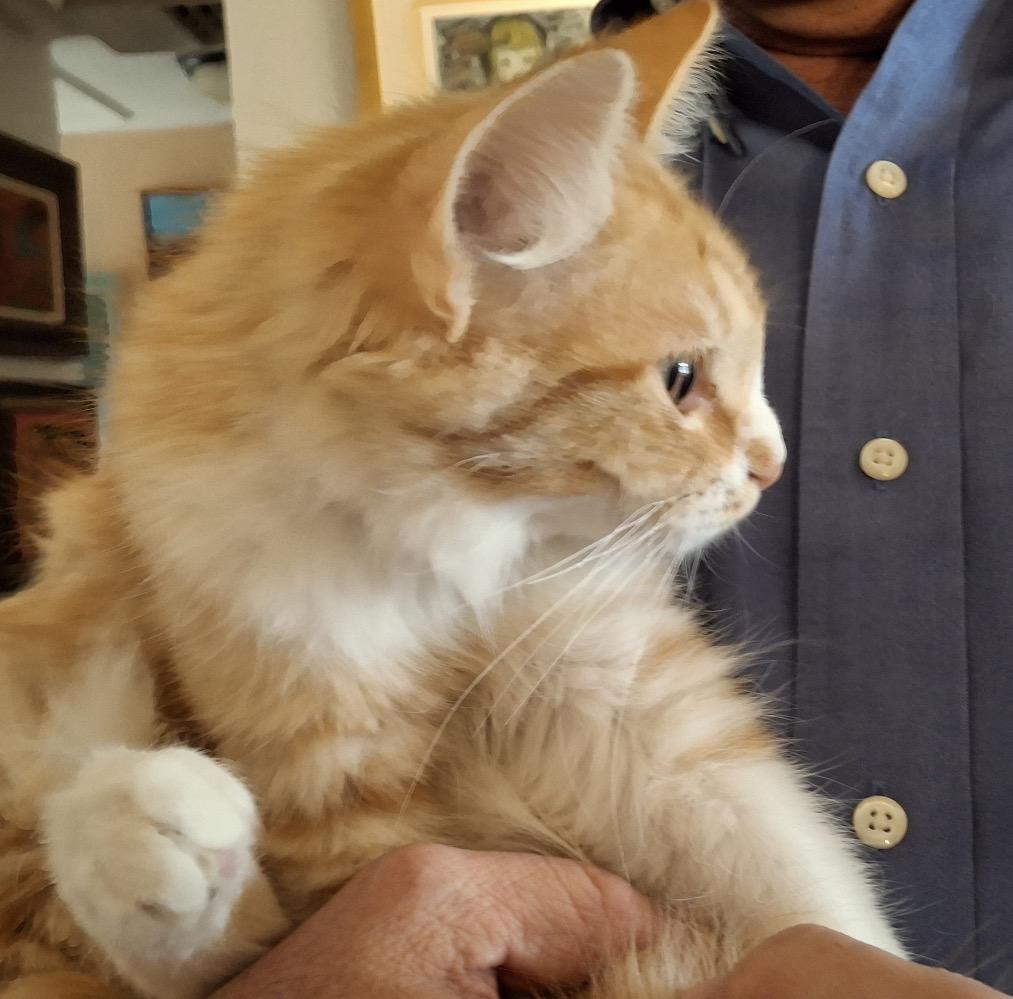 Purrseus, a ADOPTABLE Domestic Medium Hair in Wheat Ridge, CO image 2/2