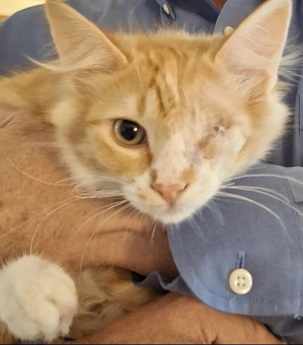Purrseus, ADOPTABLE, Young Male Domestic Medium Hair.