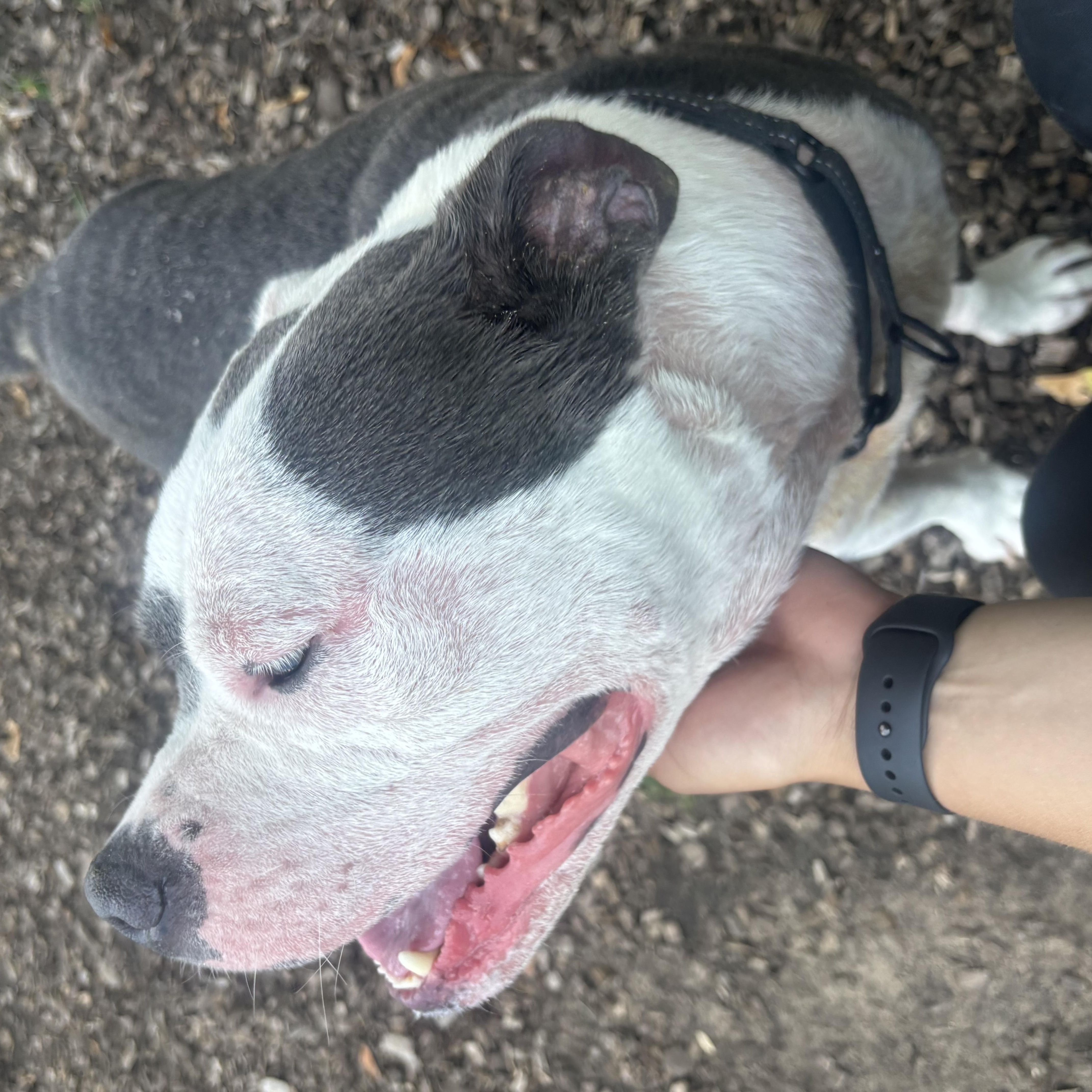 Paolo, an adoptable Mixed Breed in Mount Pleasant, MI, 48858 | Photo Image 3