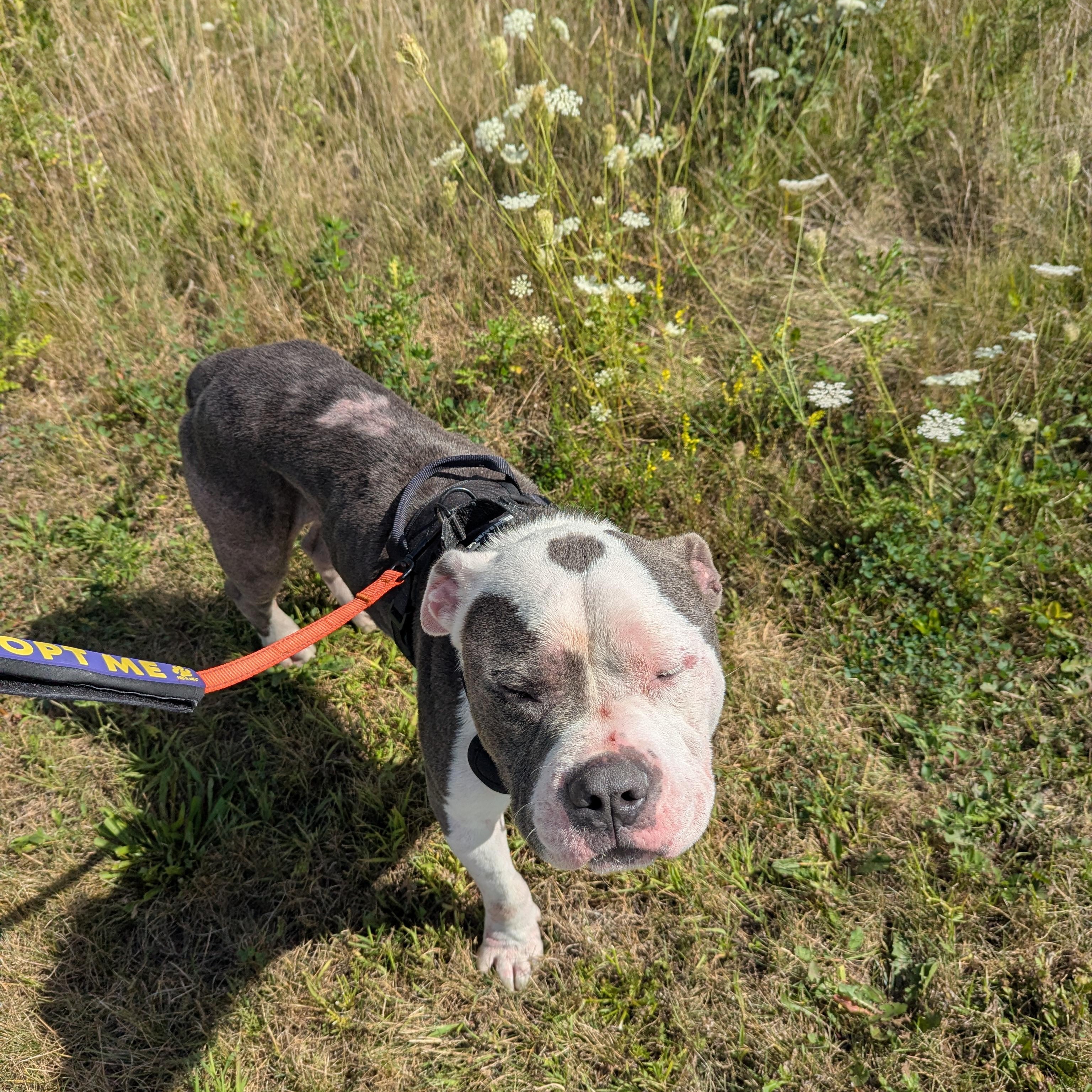 Paolo, an adoptable Mixed Breed in Mount Pleasant, MI, 48858 | Photo Image 2