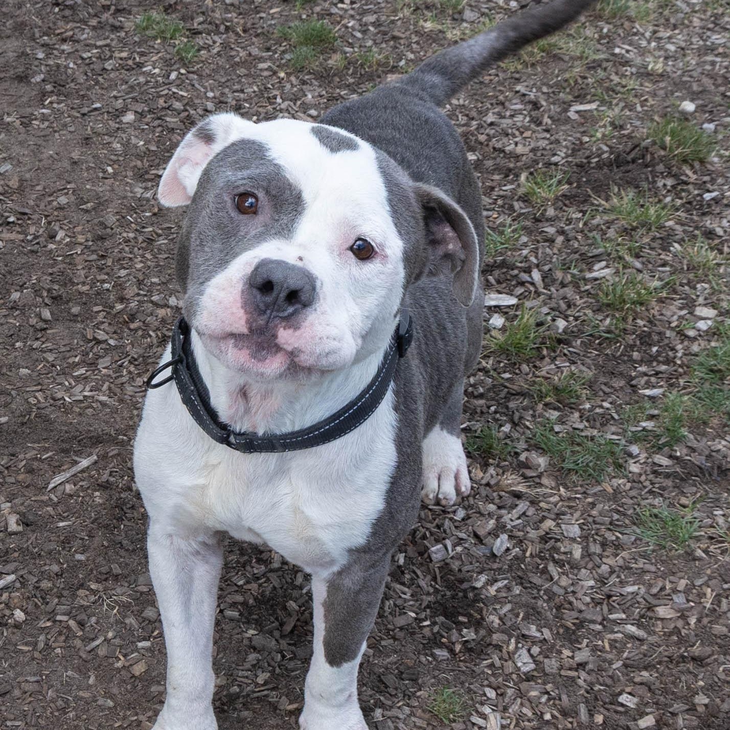 Paolo, an adoptable Mixed Breed in Mount Pleasant, MI, 48858 | Photo Image 1