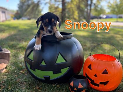 Snoopy