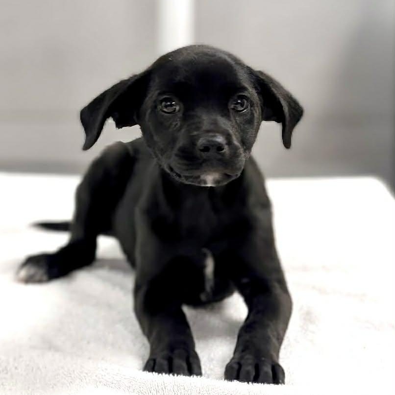 Enlarge Wila, a ADOPTABLE mixed breed in Potomac, MD image 3/4