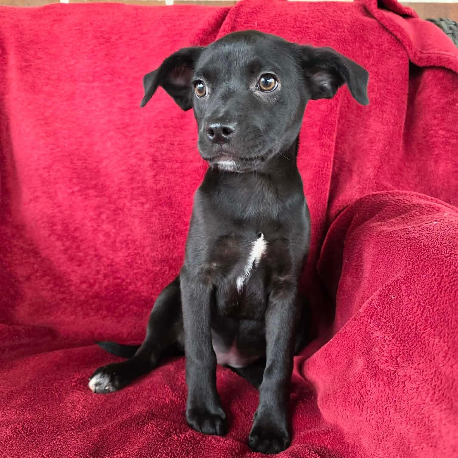 Enlarge Wila, a ADOPTABLE mixed breed in Potomac, MD image 2/4