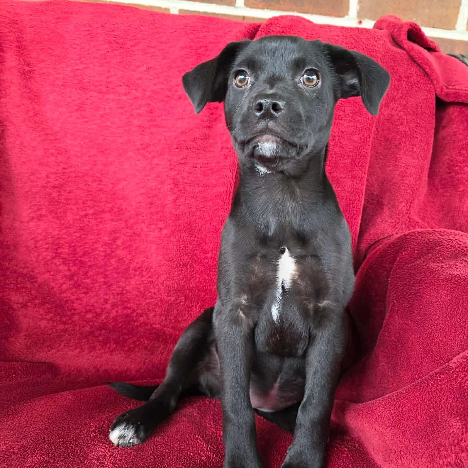 Enlarge Wila, a ADOPTABLE mixed breed in Potomac, MD image 1/4