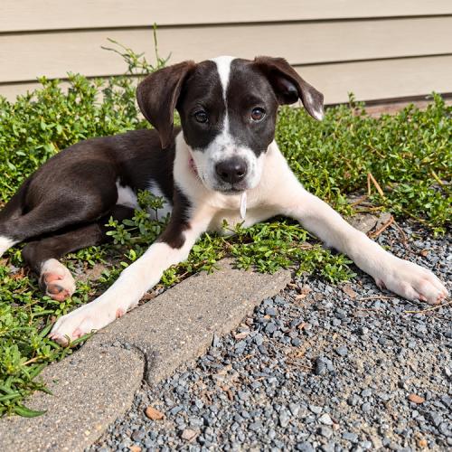 Enlarge Shirley, a Adoptable mixed breed in Minneapolis, MN image 1/4