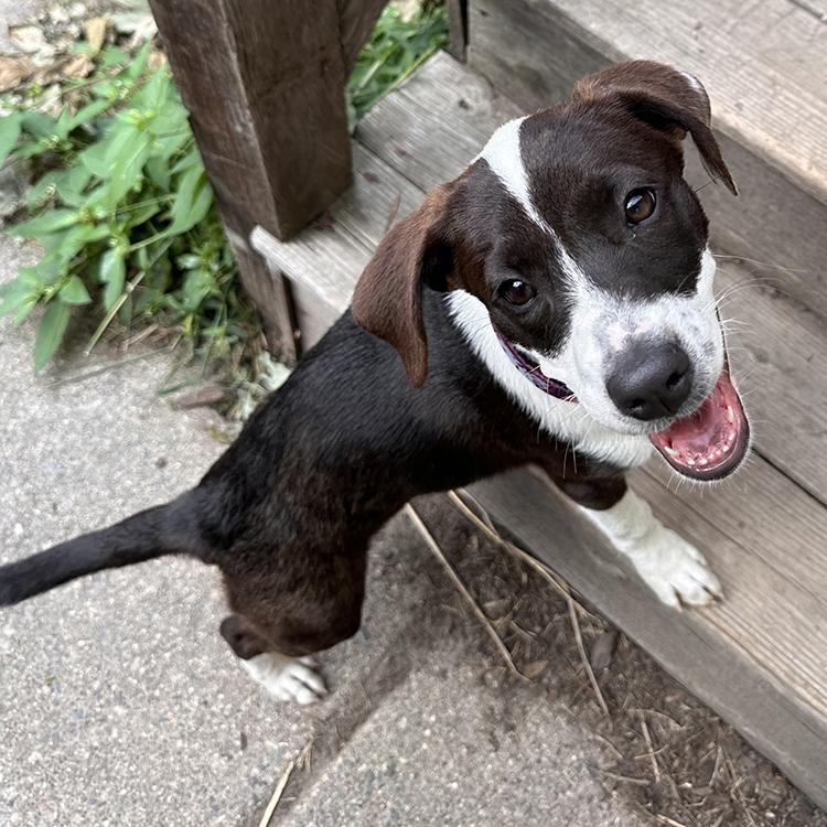 Enlarge Shirley, a Adoptable mixed breed in Minneapolis, MN image 2/4