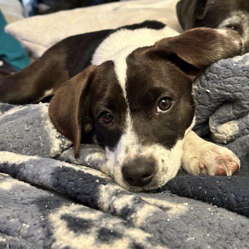 Enlarge Shirley, a Adoptable mixed breed in Minneapolis, MN image 3/4