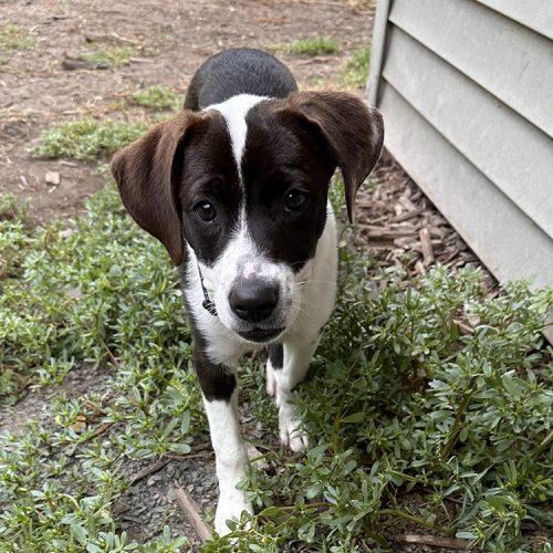 Enlarge Shirley, a Adoptable mixed breed in Minneapolis, MN image 4/4