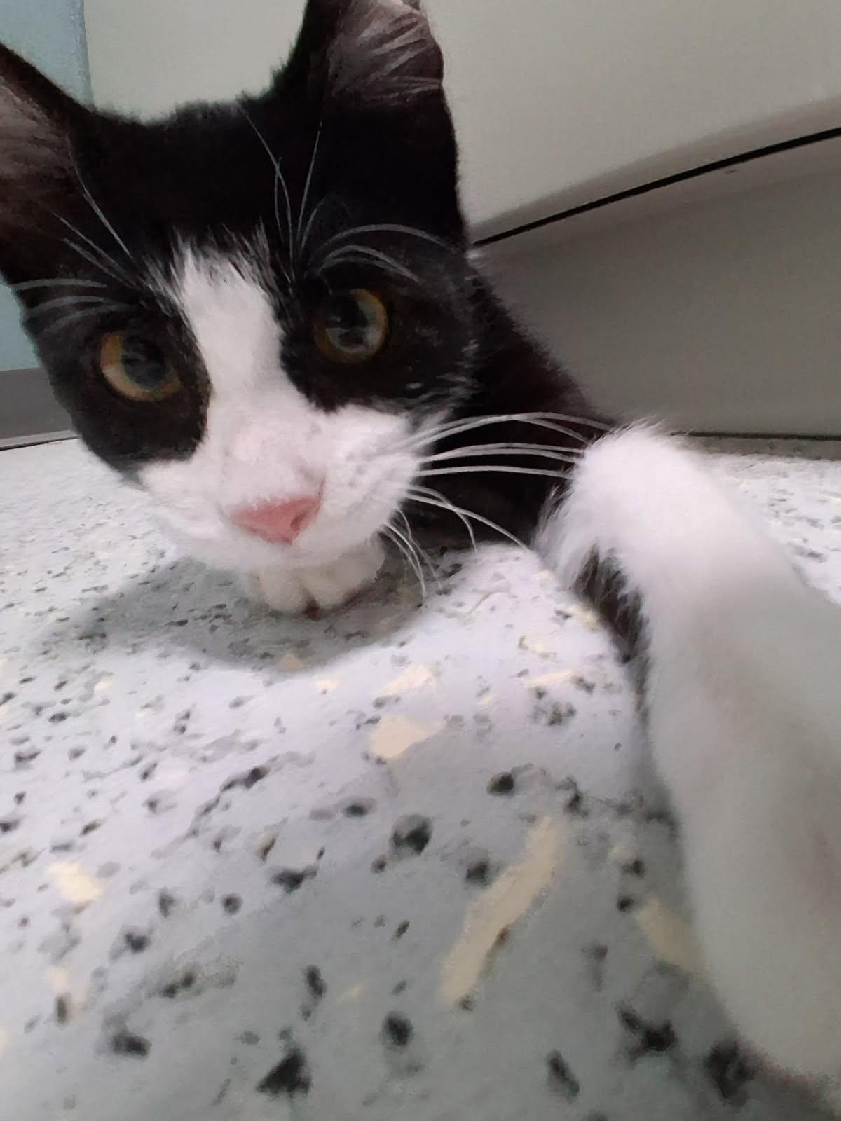 718 - Bobbie, Adopted, Young Female Domestic Short Hair.