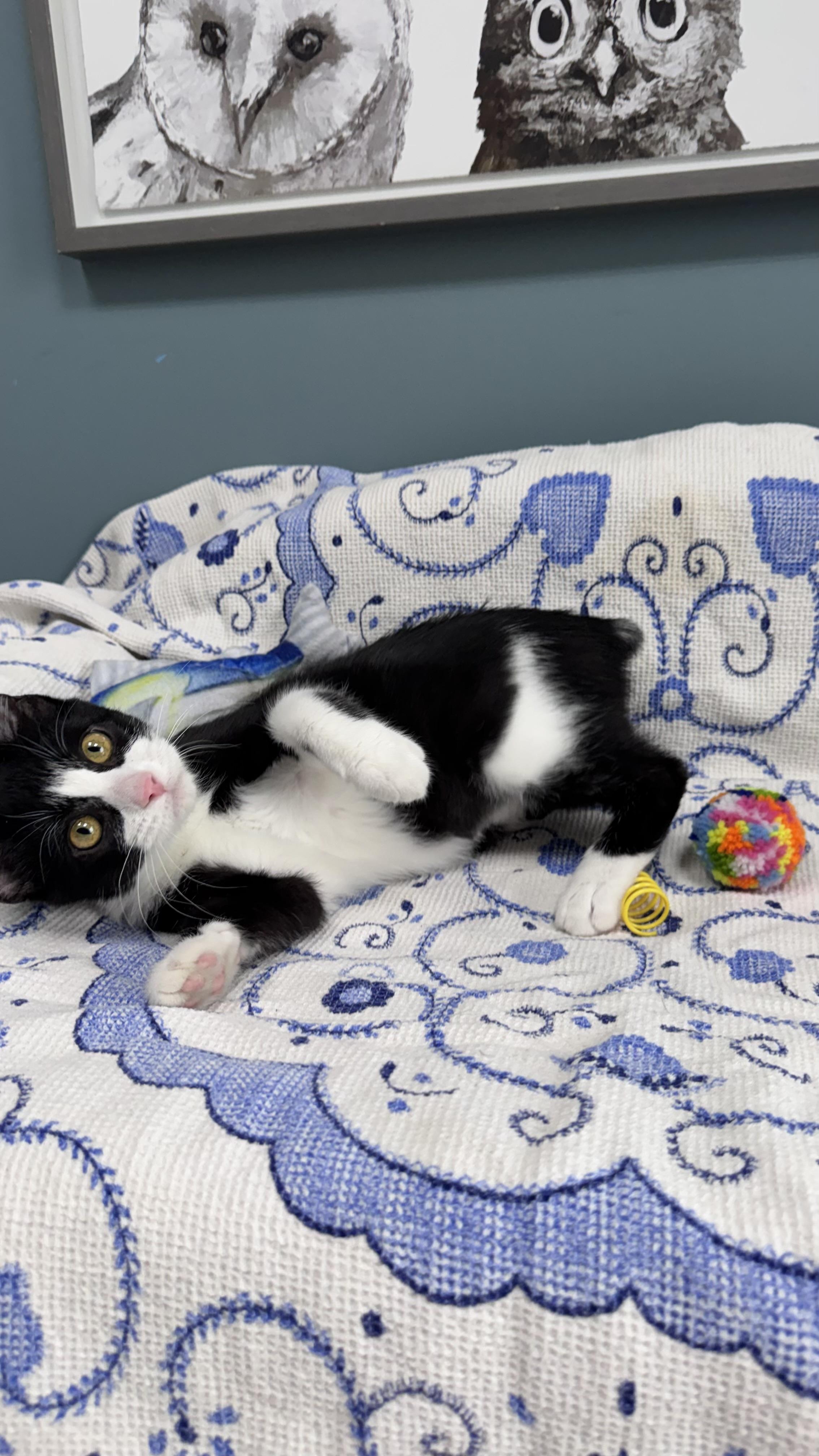 Enlarge 718 - Bobbie, a Adopted Domestic Short Hair in Sunset Hills, MO image 6/6