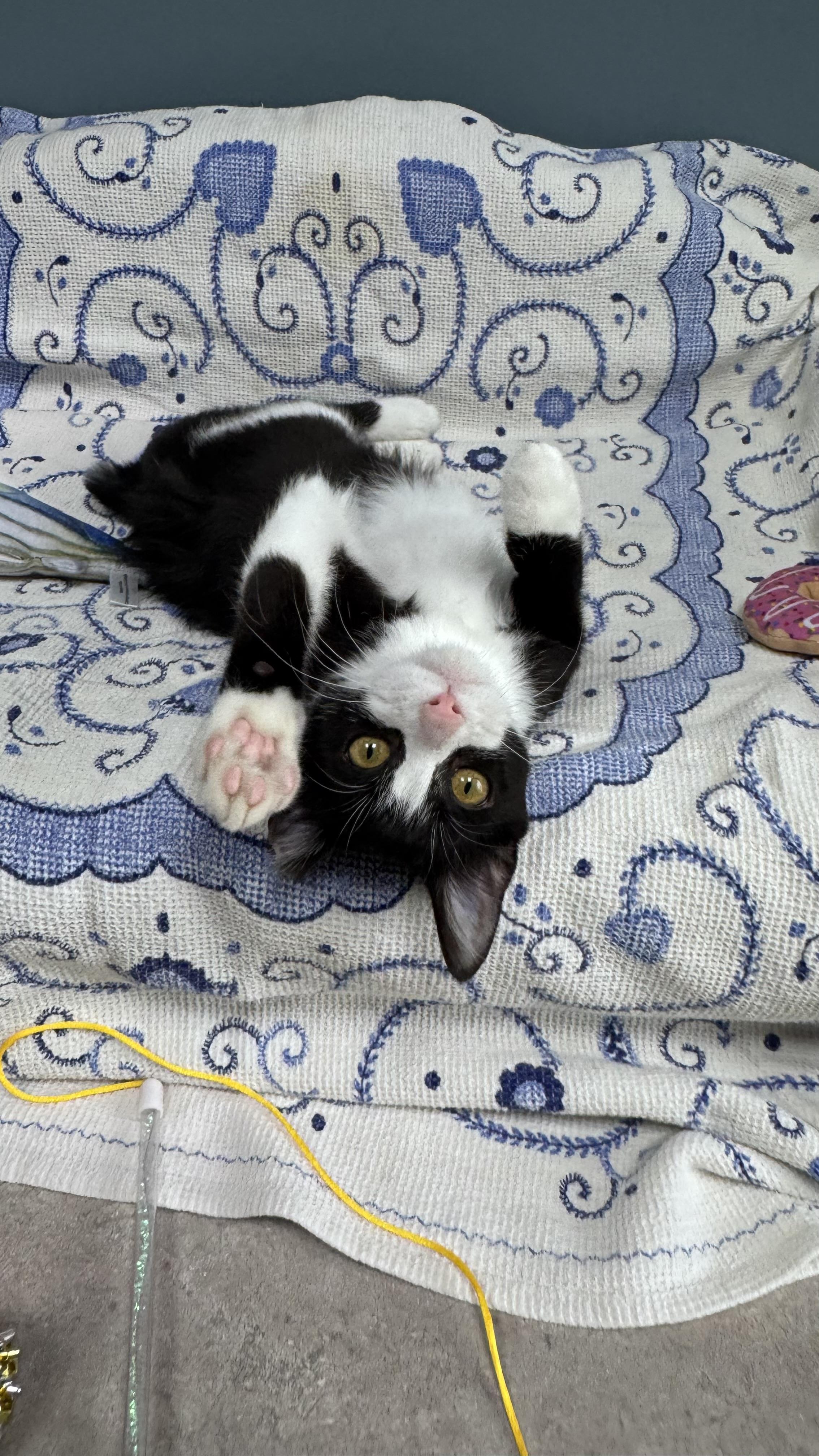 Enlarge 718 - Bobbie, a Adopted Domestic Short Hair in Sunset Hills, MO image 2/6